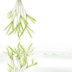 Bamboo Leaf Grass Abstract
