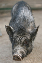 Black pig