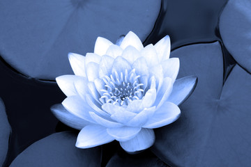 water lily in blue