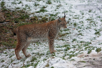 Obraz premium Luchs
