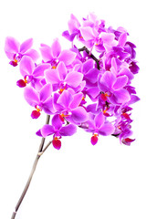 full blossoming pink orchid phalaenopsis