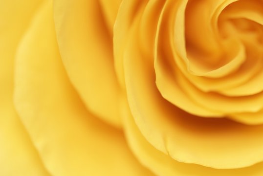 Yellow rose romantic background