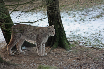 Fototapeta premium Luchs