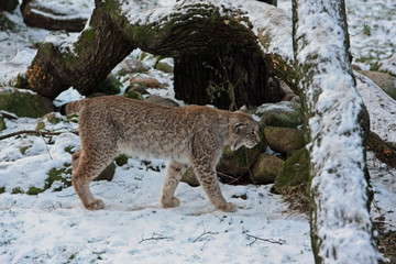 Obraz premium Luchs
