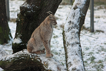 Luchs