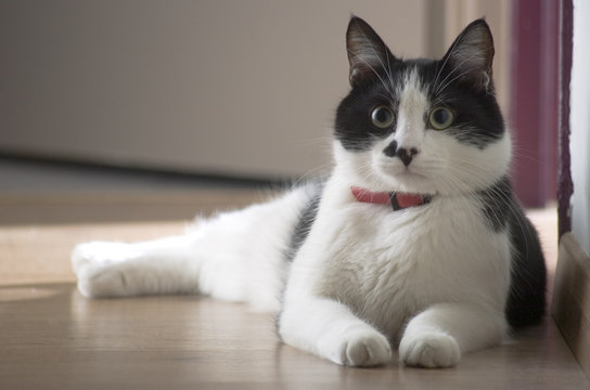chat