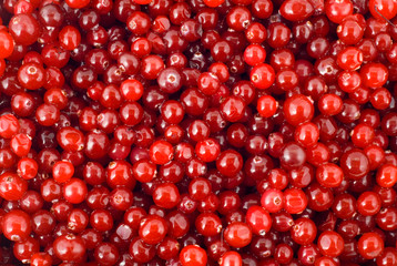 cranberry berry