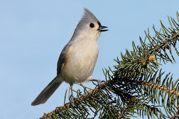 Fototapeta premium Bird On A Branch