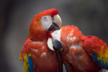 Parrots