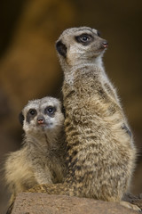 Meerkats