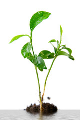 Plant in soil