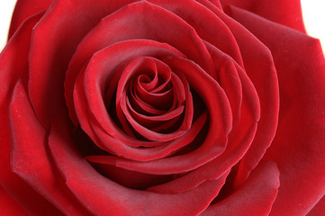 Naklejka premium red rose