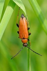 bug Leptura rubra