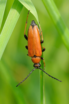 bug Leptura rubra