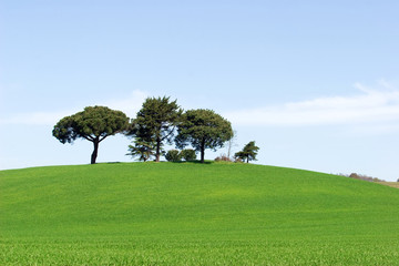 Fototapeta premium nature of tuscany