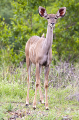 A female kudu, a large species of antelope, on a South African g