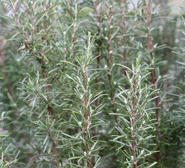 Fototapeta premium rosemary background