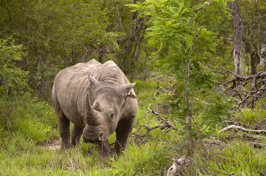 Rhino In Kruger Park