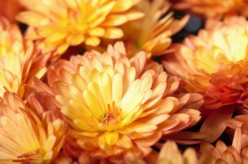 Fototapeta premium chrysanthemum