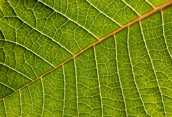 Green leaf background