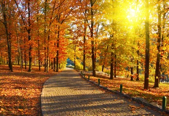 Foto op Plexiglas Herfst Herfst in het park