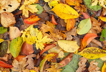 Obraz premium Autumn leaves background..