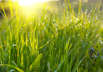 Fototapeta premium Green grass sunset