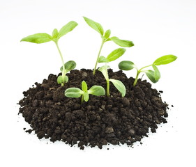 young sunflowers sprouts in the soil isolated over white