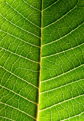 Close-up of green leaf