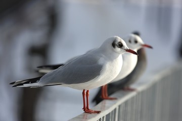Gulls