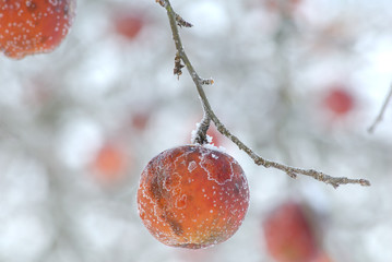 &Auml;pfel im Winter