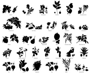plants silhouettes