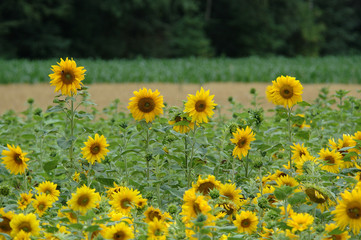 Sonnenblumen