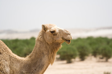 Camel