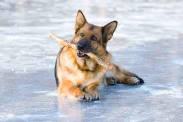 German shepherd lying on the ice