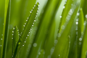Fototapeta premium wet grass