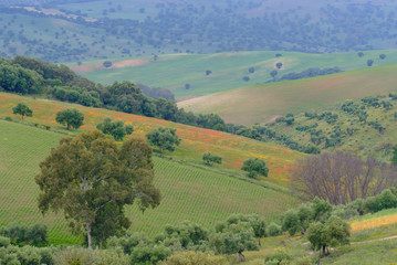 Fototapeta na wymiar wzgórza z drzewami oliwnymi