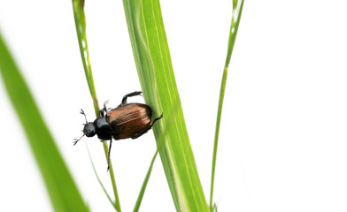 little beetle amongst flora against white background