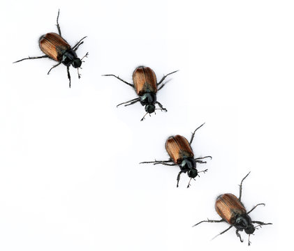 beetles against white background