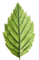 green leaf against white background