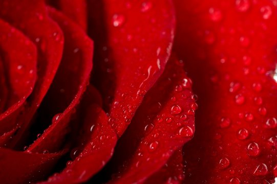 Fototapeta Macro image of dark red rose with water droplets.