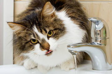 Drinking Kitty