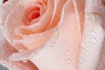 Obraz premium Rose