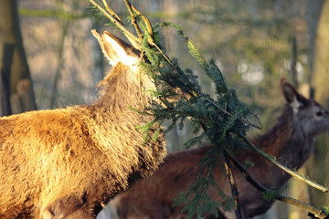 Hirsch © Petra Kohlstädt