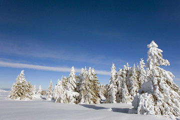 Frozen trees