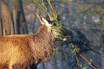 Hirsch © Petra Kohlstädt