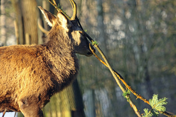 Hirsch © Petra Kohlstädt