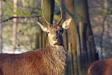 Hirsch © Petra Kohlstädt