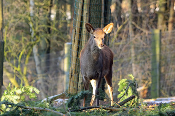 hirsch © Petra Kohlstädt