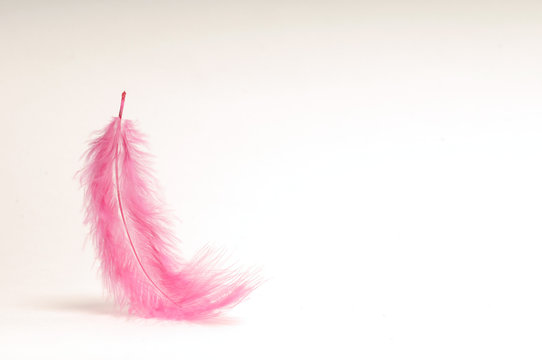 Pink Feather